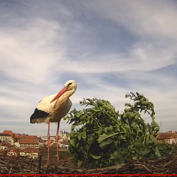 Online přenos čapího hnízda v našem městě